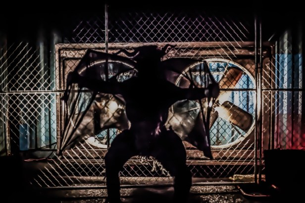 Devil 1 @travisephotovideo